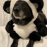 Entry image for Coco