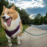 Entry image for Sadie