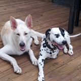 Entry image for Bud and Peewee