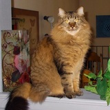 Entry image for Maggie