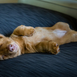 Entry image for Cinnamon