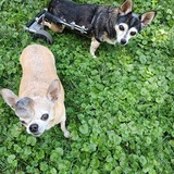 Entry image for Cookie and Rocky