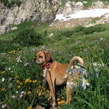 Entry image for Dexter