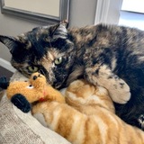 Entry image for Sage the Cat