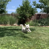 Entry image for Bella