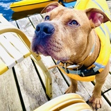 Entry image for Cosmo