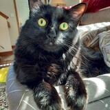 Entry image for TooToo