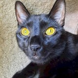 Entry image for Falci