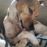 Entry image for Nahla