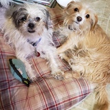 Entry image for Chewbacca and Roxie 