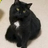 Entry image for Prince