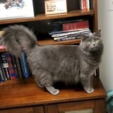 Entry image for Graycie