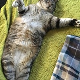 Entry image for Stripey