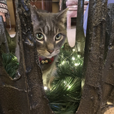 Entry image for DaVinci