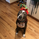 Entry image for Archie