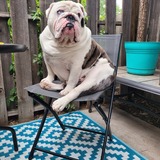 Entry image for Winchester 