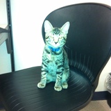 Entry image for Hughy 