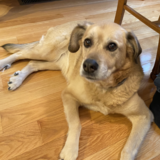 Entry image for Zosia