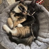 Entry image for Buttercup & Felix (aka Moxie & Betelgeuse)