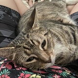 Entry image for Norton