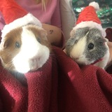 Entry image for Nugget and Ozzy