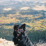 Entry image for Simon