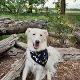 Entry image for gypsy rose