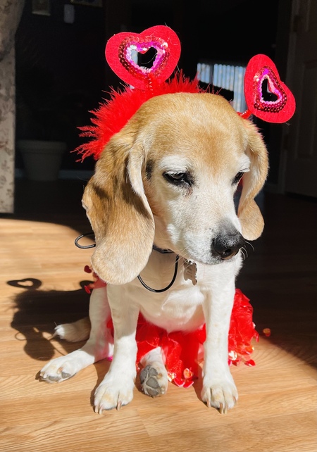 Entry image for Whitley. Clicking this image will show a larger photo