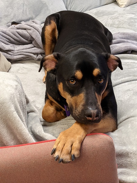 Entry image for Flynn. Clicking this image will show a larger photo