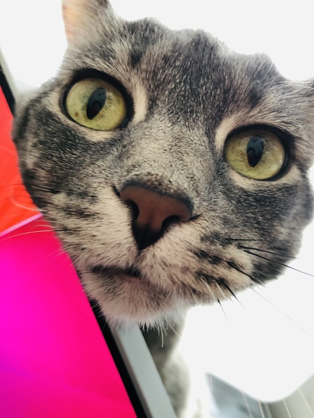 Entry image for Tabitha. Clicking this image will show a larger photo