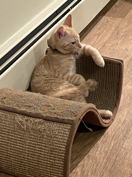 Entry image for Finn. Clicking this image will show a larger photo