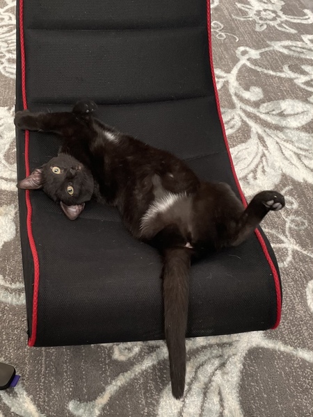 Entry image for Chai. Clicking this image will show a larger photo