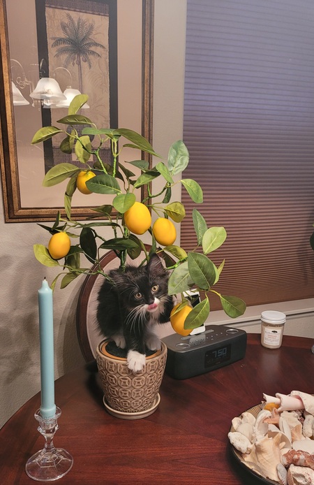 Entry image for Bam. Clicking this image will show a larger photo