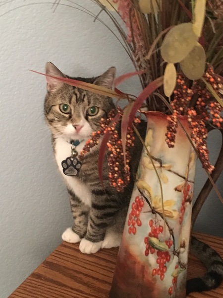 Entry image for Mittens. Clicking this image will show a larger photo