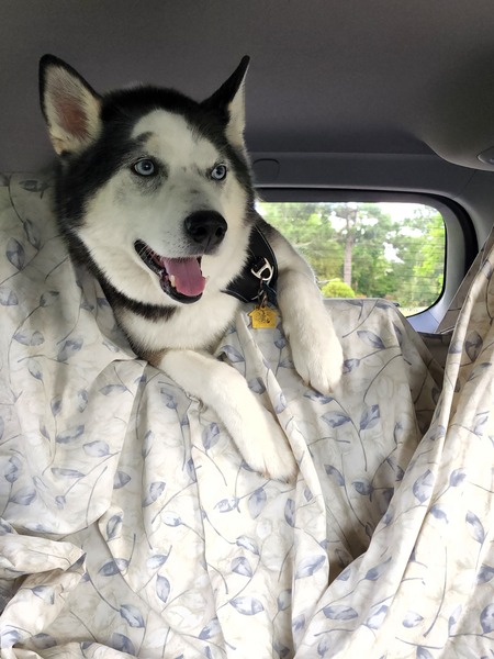 Entry image for Jax. Clicking this image will show a larger photo