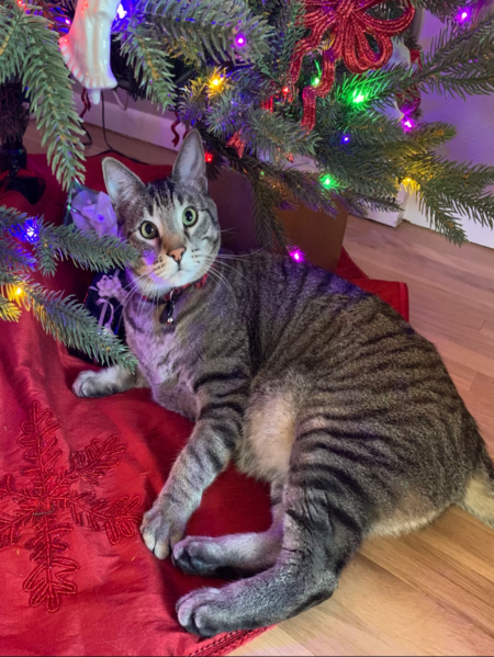 Entry image for Bob. Clicking this image will show a larger photo