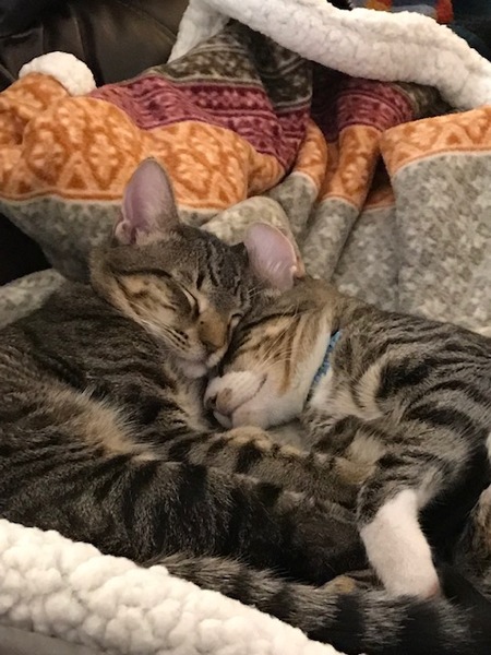 Entry image for Geordi and Teddy. Clicking this image will show a larger photo