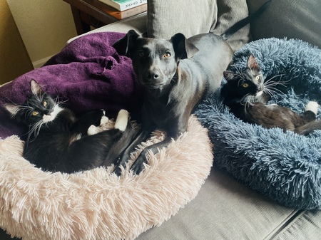 Entry image for Piper, Gigi (dog), and Roger. Clicking this image will show a larger photo