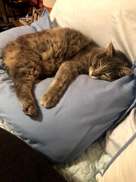 Entry image for Ruth Cat. Clicking this image will show a larger photo