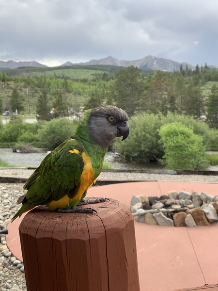 Entry image for Big daddy. Clicking this image will show a larger photo