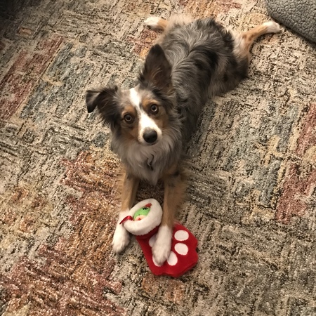 Entry image for Chase. Clicking this image will show a larger photo