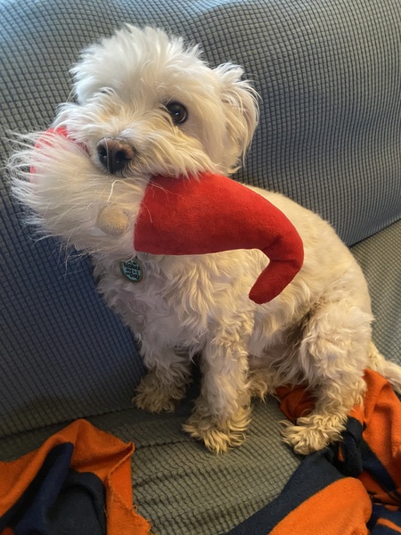 Entry image for Finn. Clicking this image will show a larger photo