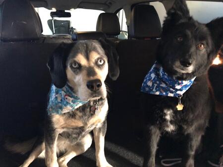 Entry image for Roxie and Moe. Clicking this image will show a larger photo