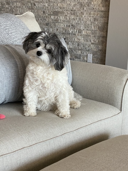 Entry image for Lucy. Clicking this image will show a larger photo