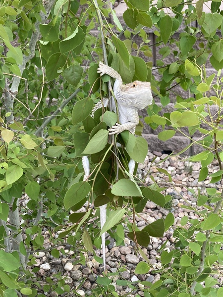 Entry image for Zeus . Clicking this image will show a larger photo