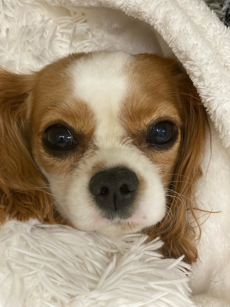 Entry image for Daphne. Clicking this image will show a larger photo