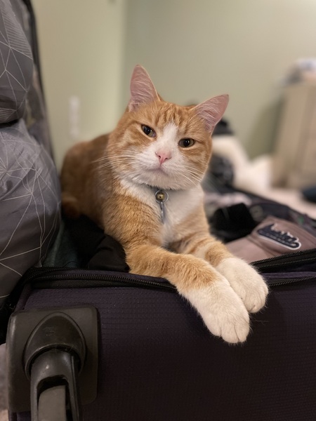 Entry image for Oscar The Cat. Clicking this image will show a larger photo