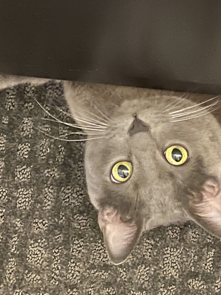 Entry image for Mikko. Clicking this image will show a larger photo