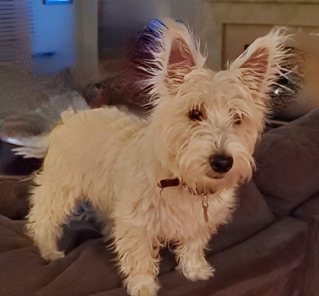 Entry image for Seamus. Clicking this image will show a larger photo