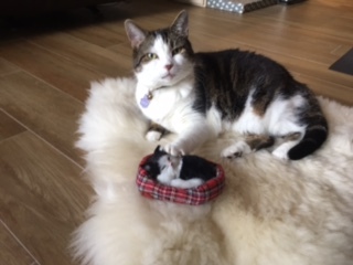 Entry image for Layla. Clicking this image will show a larger photo